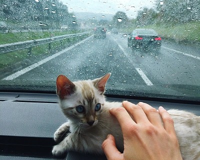孟加拉小猫在车里