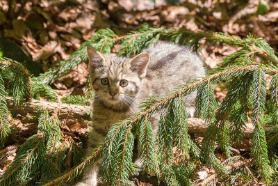 年轻漂亮的野猫