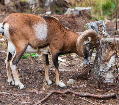 Mouflon (Ovis orientalis)特写照片