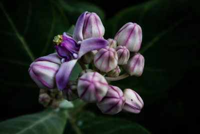 紫色的花