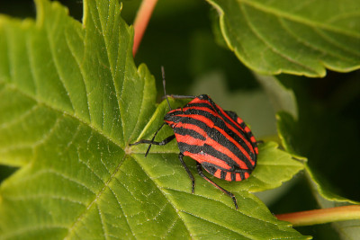 条纹虫(线状Graphosoma lineatum)