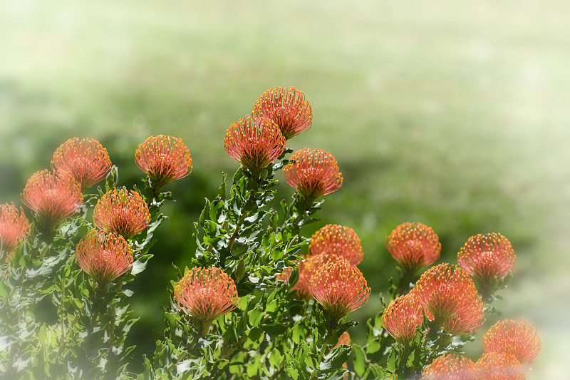 开花树胶或桉树(Corymbia ficifolia)有明亮的橙色花，Corymbia ficifo