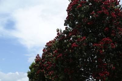 Pohutukawa树