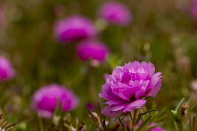 花中花