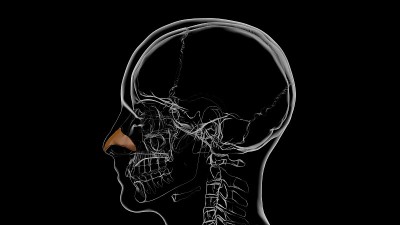 人体骨骼鼻软骨解剖3D
