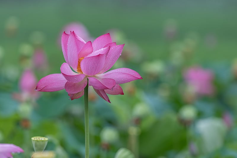 在雨天的田野里，粉红色的荷花缀满了雨滴