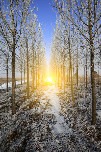 冬天的雪景