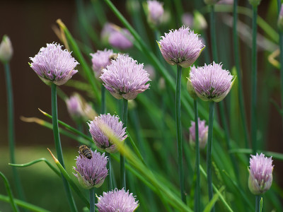 蜜蜂在韭菜洋葱上采集花蜜开花，特写大花