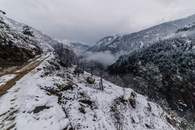 冬天，喜马拉雅山上的树被雪覆盖