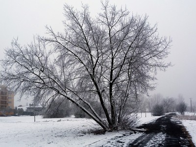 冰雪覆盖的冬季公园，模糊的背景和黑色的柏油路在透视