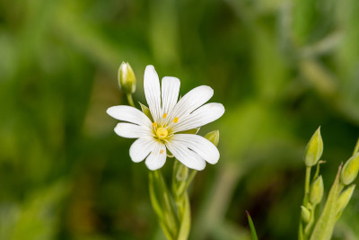 大针苔花