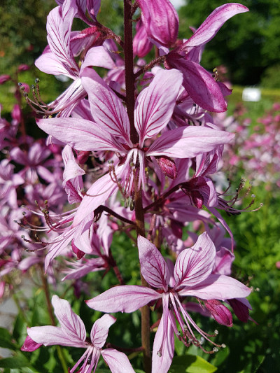 Diptam;Dictamnus,白色