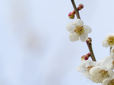 白色的梅花