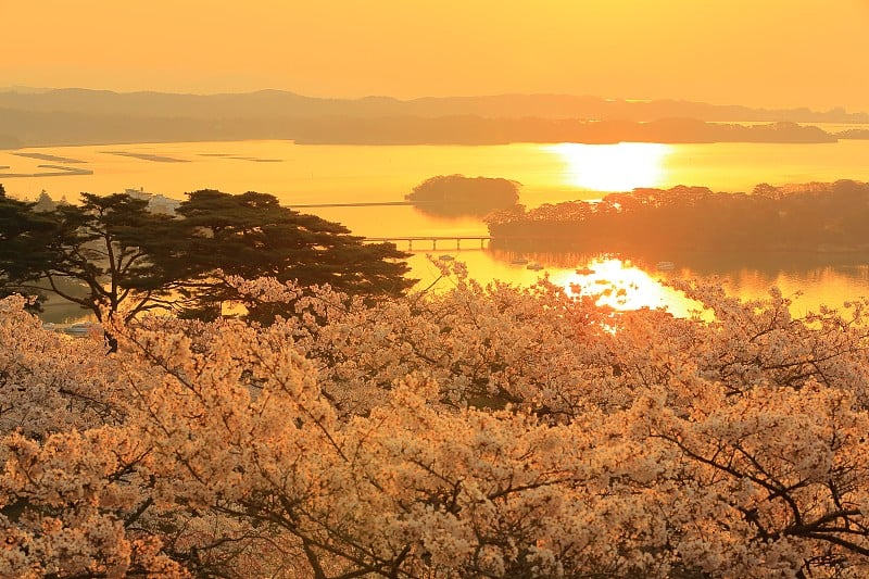 樱花盛开的松岛公园，后面的西行