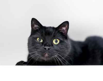 一只脾气暴躁的黑色短毛猫看着摄像机