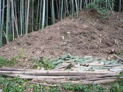 竹林正在被砍伐