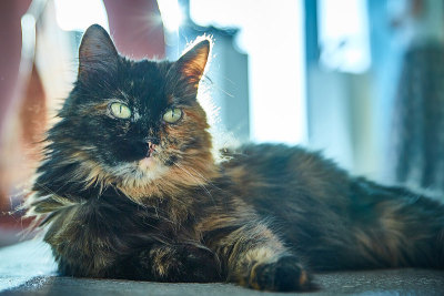 龟甲猫特写在阳光下躺在房间的地板上。一只缅因猫正看着摄像机