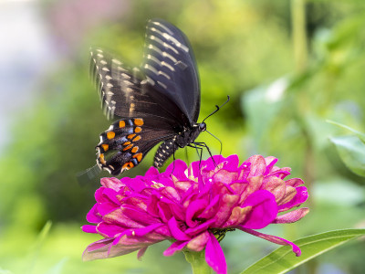 Papilio troilus，香料灌木燕尾蝶