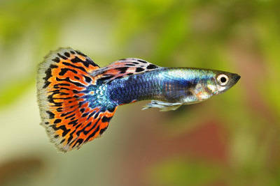 虹鳉是色彩缤纷的彩虹热带水族鱼