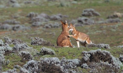 埃塞俄比亚贝尔山国家公园，两只野生和濒危的埃塞俄比亚狼(Canis simensis)在一起玩耍打斗