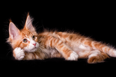 黑色背景上的缅因猫。