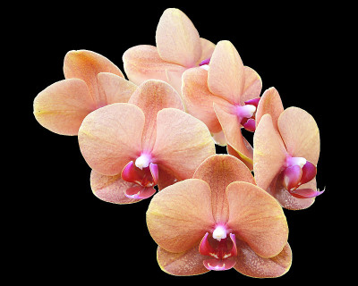 橙色的兰花