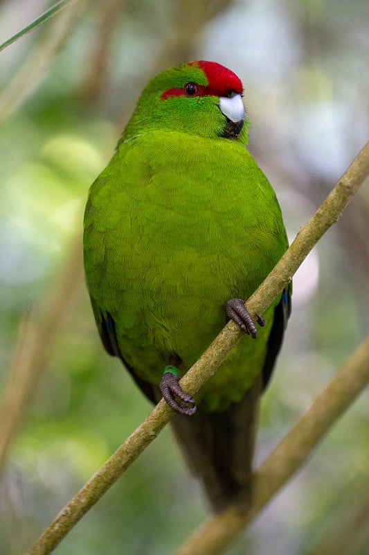 一只红冠长尾小鹦鹉(Kākāriki)栖息在新西兰惠灵顿西兰洲的树枝上