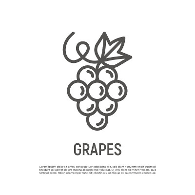 葡萄细线图标。健康的有机食品。酿酒的标志。矢量插图。
