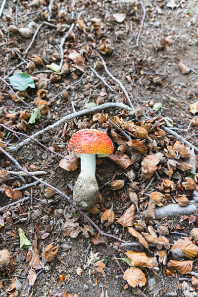 白毒伞:秋天在树林中发现的带有白点的红色蘑菇。有毒的蘑菇
