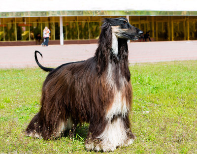 阿富汗猎犬。