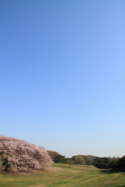 日本横滨根岸中心公园的樱花
