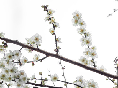 梅花