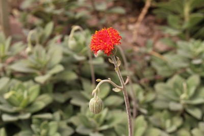 红色的“拉格沃特”花-塞内西奥格兰蒂