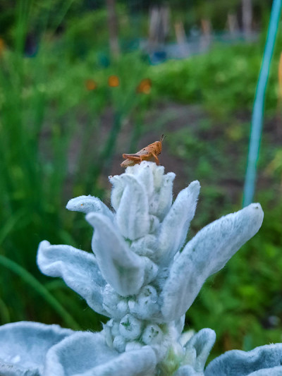蚱蜢在花