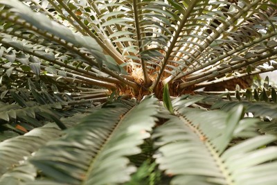 珍奇植物特写