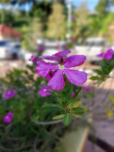 紫牵牛花