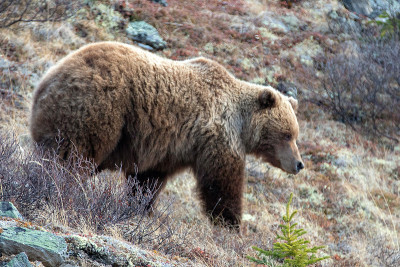 在美国阿拉斯加州的德纳里国家公园里，灰熊(ursus arctos horribilis)正从萨维奇