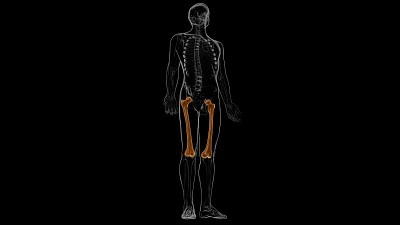 人体骨骼解剖股骨骨3D渲染