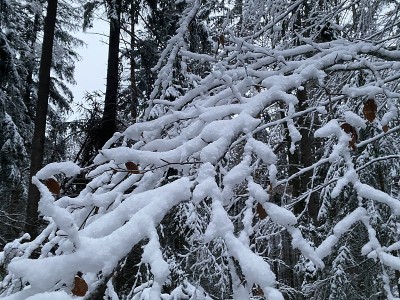 白雪覆盖的树枝