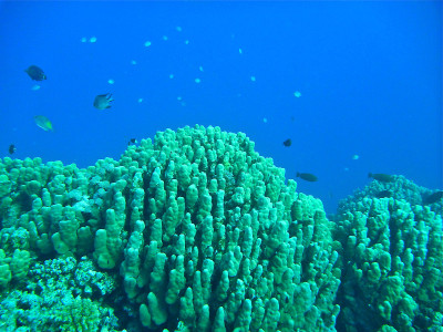 Coral Reef, Red Sea, Egypt