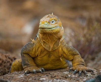 The land iguana sitting on the rocks.