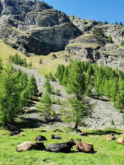 奶牛躺down-Switzerland