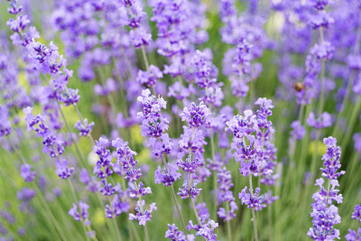 薰衣草花领域