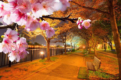 漂亮的樱花背景