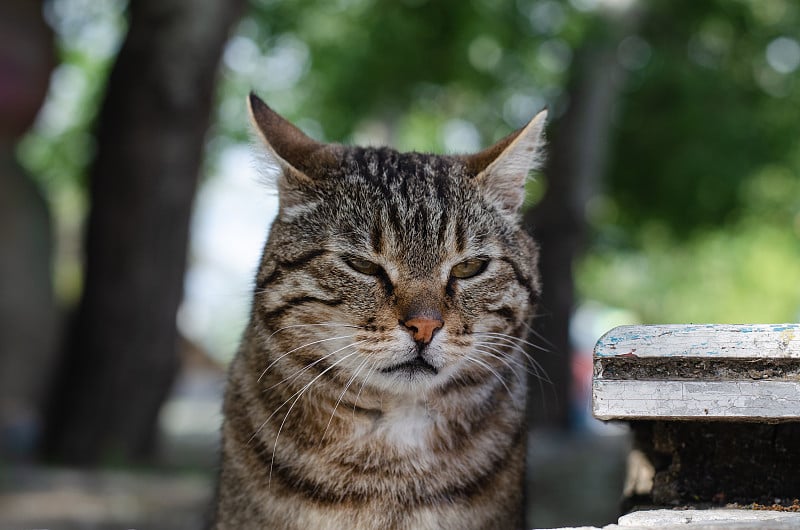 这只流浪猫正在散步。街上一只院子里的猫。被遗弃的宠物。发现了猫。