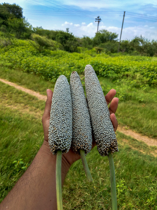 小米在手，绿底色