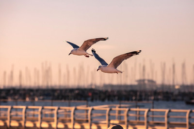 海鸥在St.Kilda