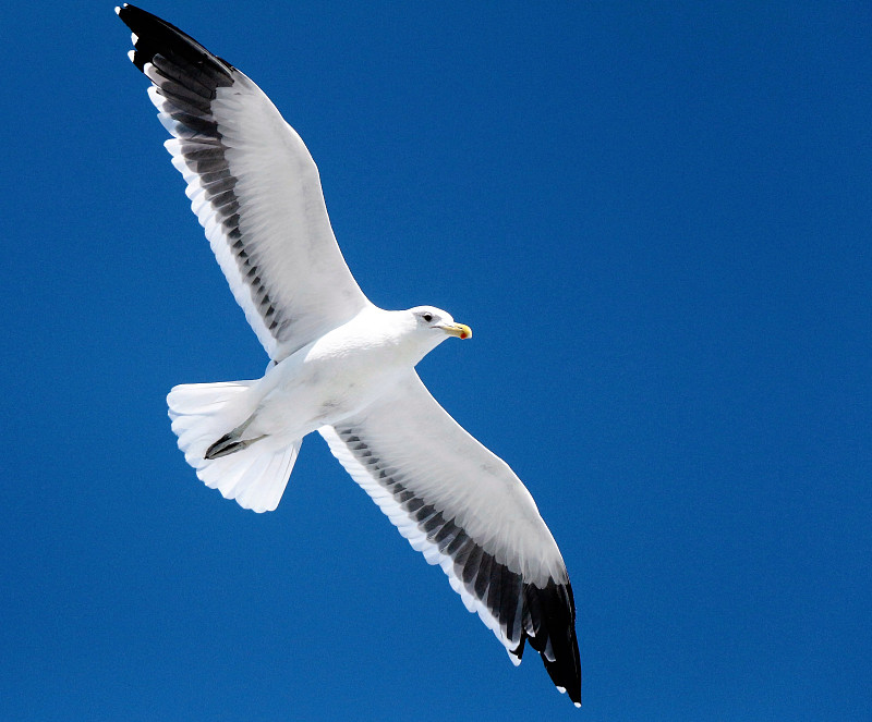 Black-browed Albatros