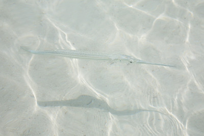 号子鱼在浅水里