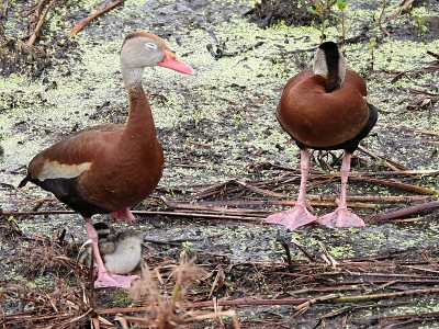 黑腹鸣叫鸭(Dendrocygna autumnalis)和在佛罗里达湿地睡觉的小鸭子